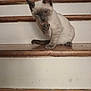 cat, siamese_cat, staircase, wooden_stairs, pet, grooming, paw, tongue_out, indoor, domestic_animal, white_fur, gray_mask, sitting, close_up, portrait, wood_floor, step, home_interior, cute, relaxed