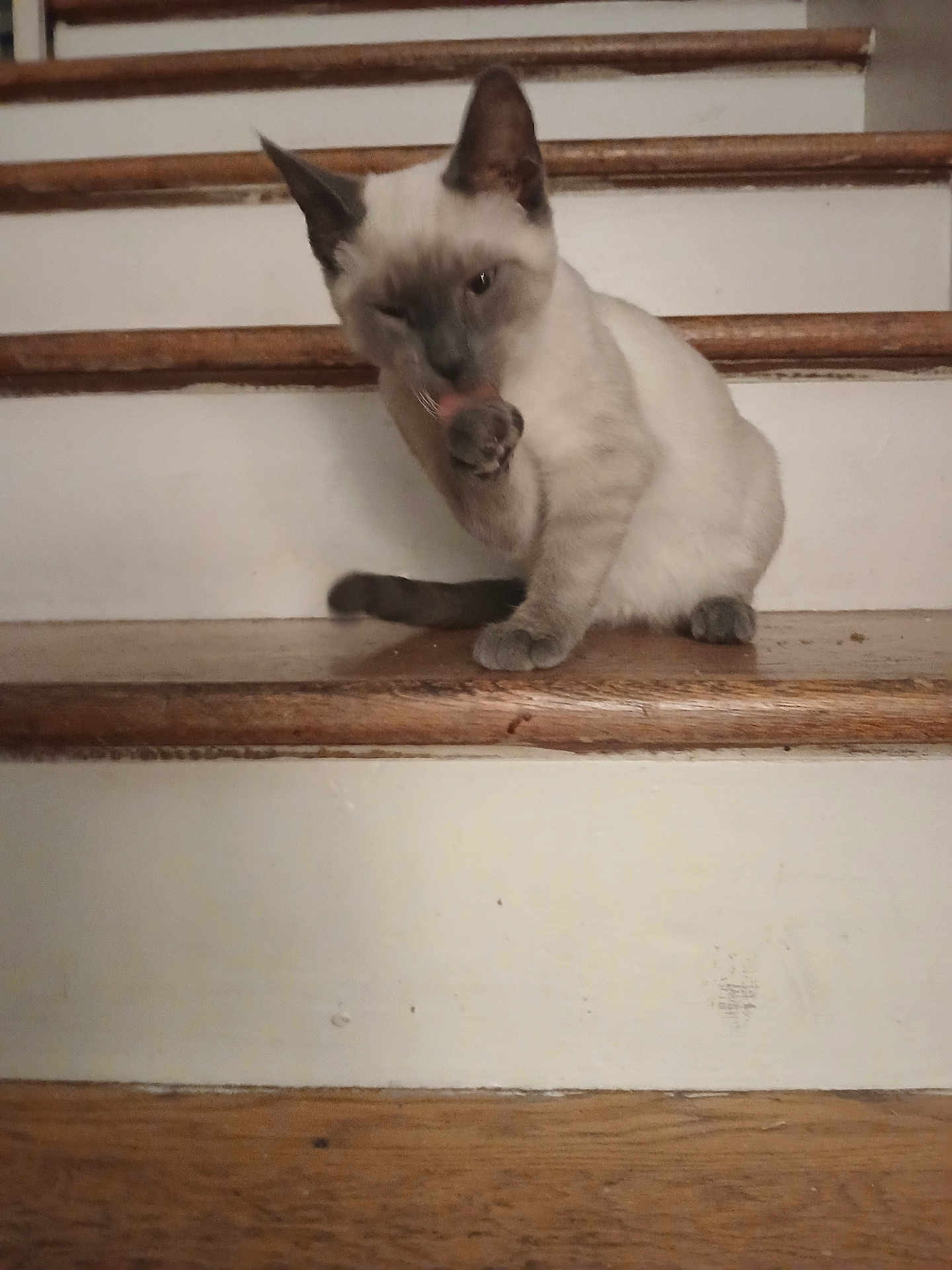 Ling-Ling joined the competition — help win amazing prizes! cat, siamese_cat, staircase, wooden_stairs, pet, grooming, paw, tongue_out, indoor, domestic_animal, white_fur, gray_mask, sitting, close_up, portrait, wood_floor, step, home_interior, cute, relaxed