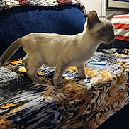 Ling-Ling is registered to the contest to win money with this photo: cat, siamese_cat, pet, blanket, patterned_blanket, couch, blue_couch, striped_sheet, lighter, fur, tail, whiskers, ears, indoor, living_room, furniture, framed_picture, crochet_blanket, low_light, blurry