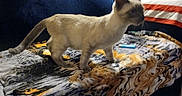 Ling-Ling is registered to the contest to win money with this photo: blanket, blue_couch, blurry, cat, couch, crochet_blanket, ears, framed_picture, fur, furniture, indoor, lighter, living_room, low_light, patterned_blanket, pet, siamese_cat, striped_sheet, tail, whiskers