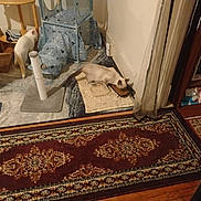 Ling-Ling is registered to the contest to win money with this photo: animal, carpet, cat, cat_tunnel, cozy, feeding, floor, food_bowl, furniture, home_interior, indoor, patterned_rug, pet, play_toy, rug, scratching_post, shelf, siamese_cat, water_bowl, white_cat