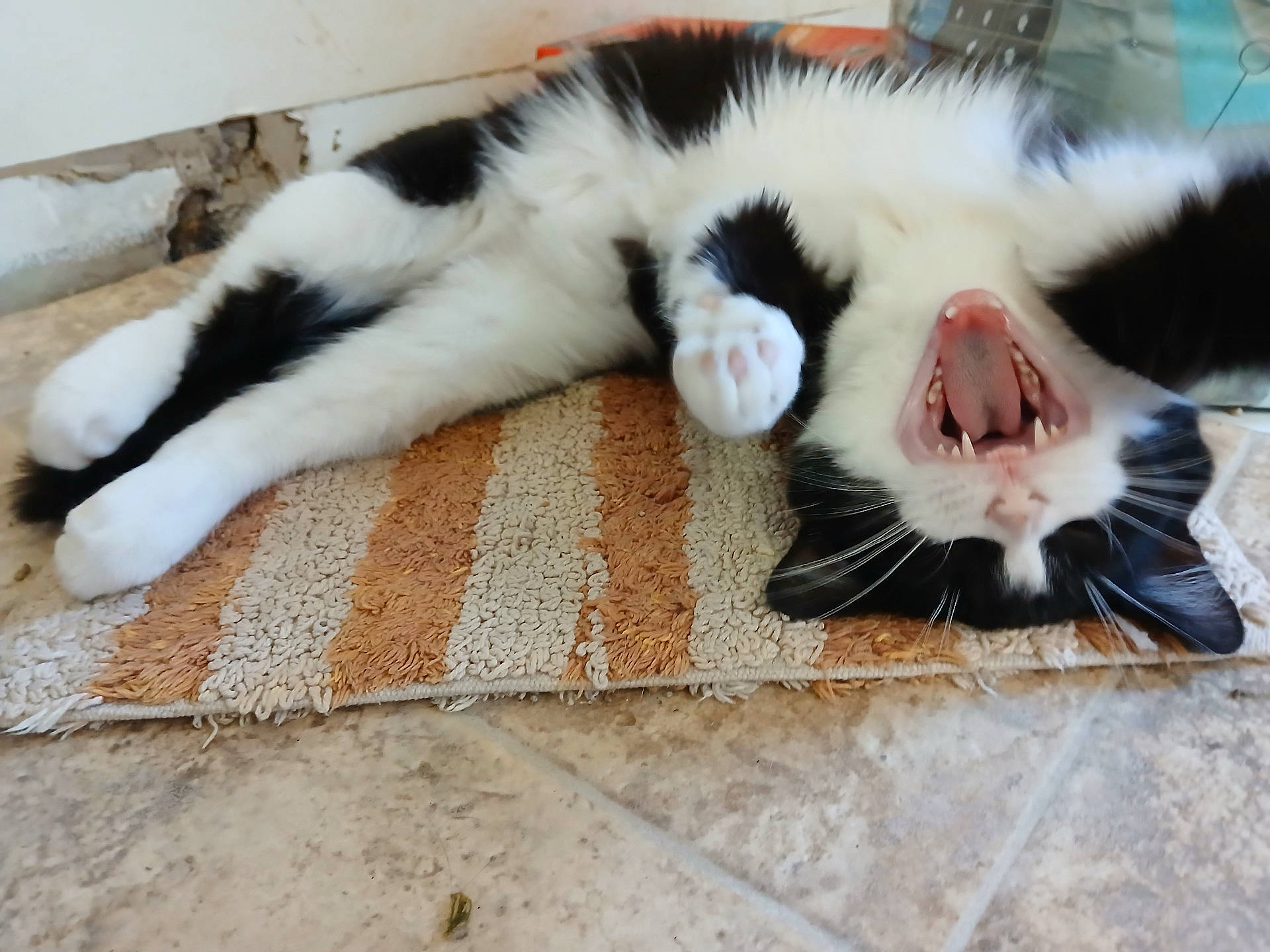 Sylvester is registered to the contest to win money with this photo: animal, bodypart, canine, cat, dog, face, hardwood, head, homedecor, husky, kitten, manx, mat, mouth, person, pet, rug, sleeping, teeth, wood
