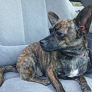 Sadie Benz joined the competition — help win amazing prizes! animal, brindle_coat, canine, car_seat, collar, companion, dog, domestic_animal, ears, fur, human_arm, indoor, mammal, pet, resting, seat, side_view, sitting, tail, vehicle