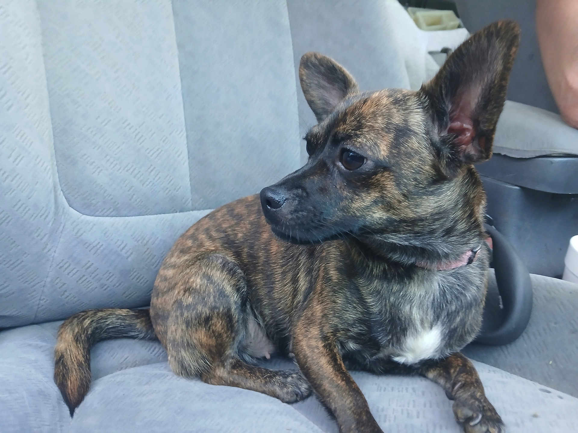 Sadie Benz joined the competition — help win amazing prizes! animal, brindle_coat, canine, car_seat, collar, companion, dog, domestic_animal, ears, fur, human_arm, indoor, mammal, pet, resting, seat, side_view, sitting, tail, vehicle