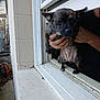 dog, small_dog, chihuahua, brindle, pet, window, window_sill, person_hand, person_arm, human, holding, portrait, closeup, face, outdoor, building, concrete, tired, silly_expression, rescue_dog