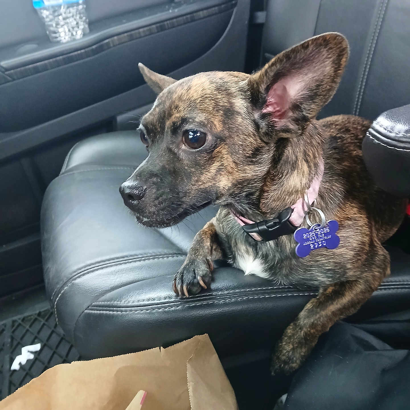 Sadie Benz joined the competition — help win amazing prizes! brindle, car_interior, collar, companion, dashboard, dog, ear, floor_mat, front_seat, leather_seat, paper_bag, paw, pet, pet_tag, portrait, seat_stitching, sitting, small_dog, travel, water_bottle