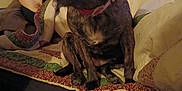 Sadie Benz joined the competition — help win amazing prizes! animal, bed, bedroom, blanket, bulldog, canine, couch, cushion, dog, furniture, homedecor, hound, indoors, labradorretriever, linen, pet, pointer, puppy, quilt, room