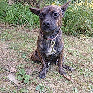 Sadie Benz joined the competition — help win amazing prizes! alert, animal, brindle, canine, collar, dog, ears_up, fur, grass, ground, leaf, leash, muzzle, nature, outdoor, pet, plants, quiet, sitting, tree