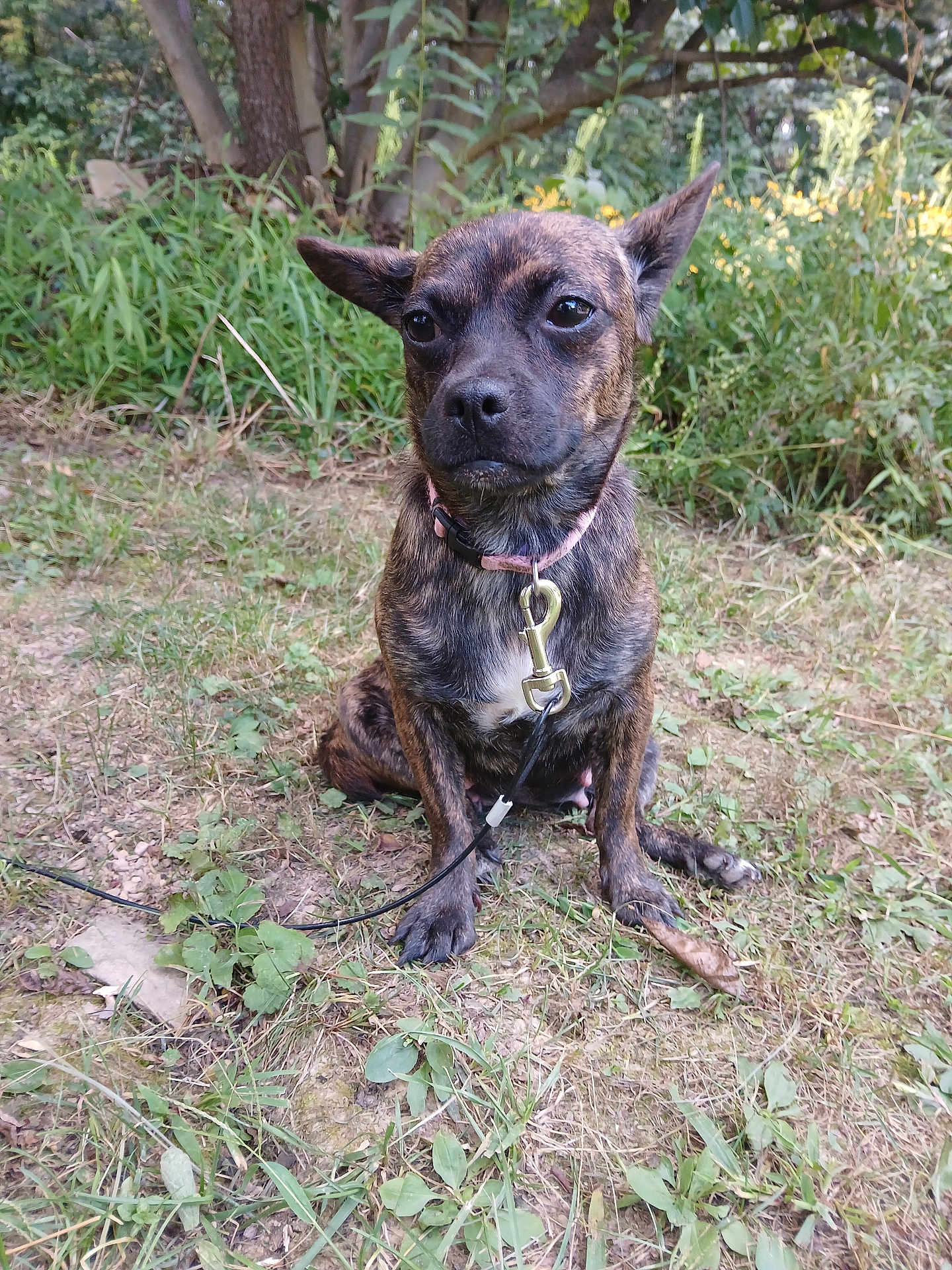 Sadie Benz joined the competition — help win amazing prizes! alert, animal, brindle, canine, collar, dog, ears_up, fur, grass, ground, leaf, leash, muzzle, nature, outdoor, pet, plants, quiet, sitting, tree