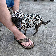 Sadie Benz is registered to the contest to win money with this photo: animal, canine, clothing, companion, concrete, cute, denim_shorts, dog, flip_flops, footwear, garden_hose, hoodie, lawn_mower, leg, leopard_print, outdoor, person, pet, small_dog, snuggling