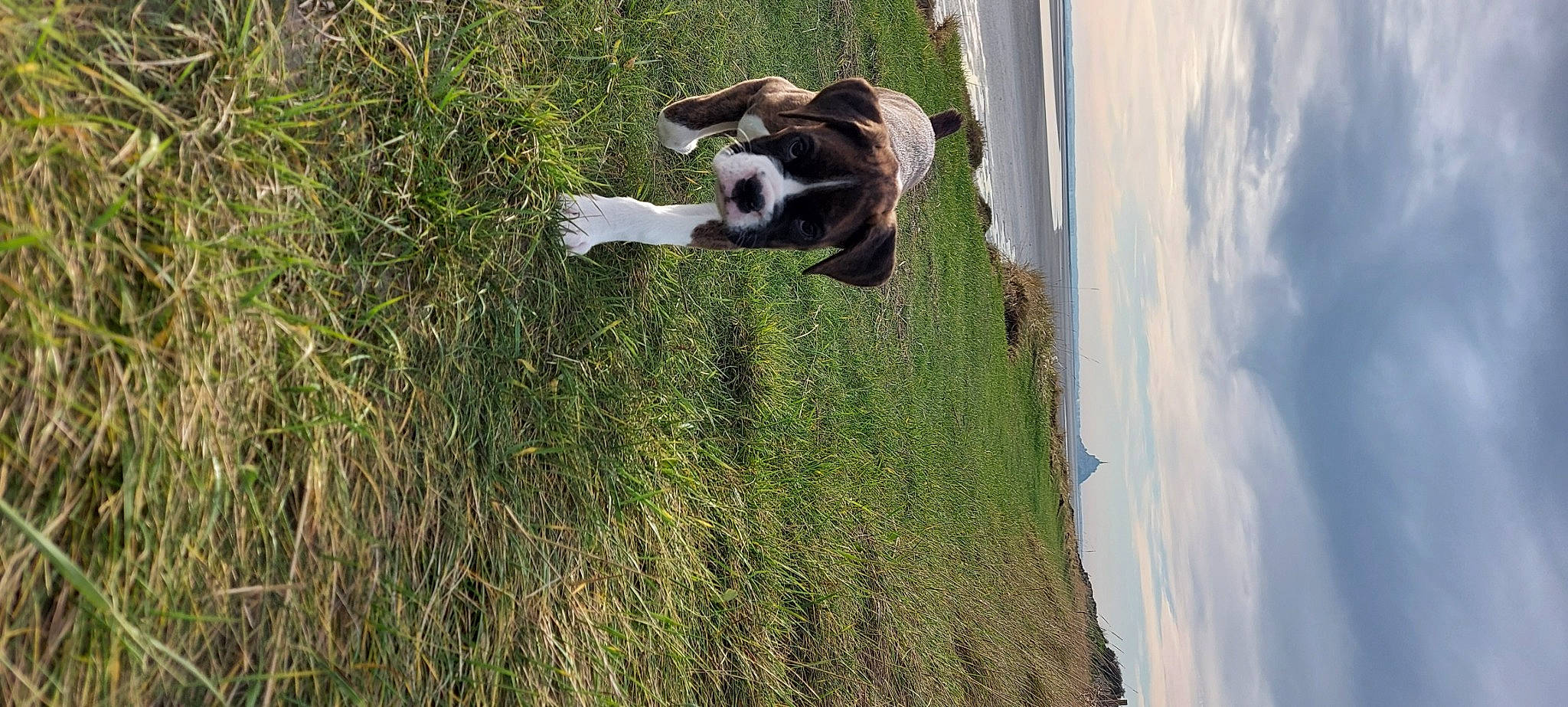 Rick a rejoint le concours — aidez-le/la à gagner de superbes lots ! canidae, carnivore, cloud, companion_dog, dog, dog_breed, field, grass, grassland, landscape, pasture, plant, prairie, sky, sporting_group, terrestrial_animal, tree, water, wood, working_animal