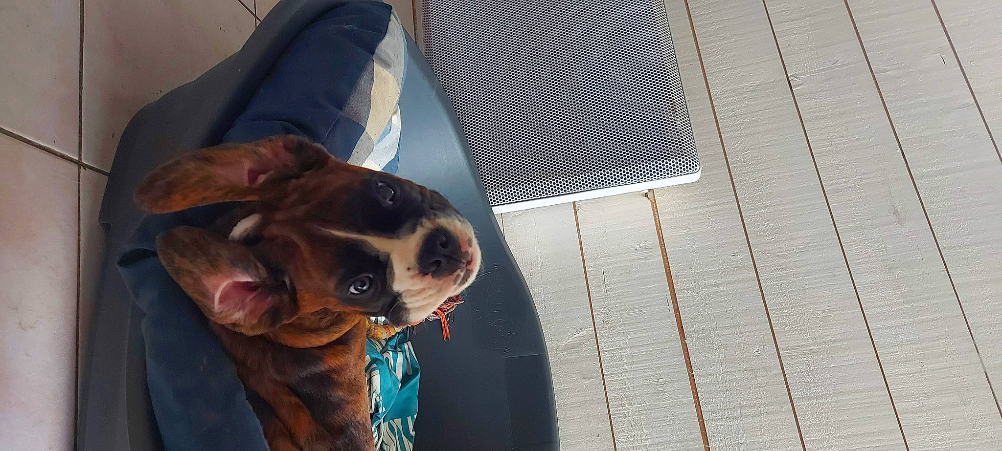 Rick participe au concours pour gagner de l'argent avec cette photo : canidae, carnivore, collar, companion_dog, dog, dog_breed, dog_collar, dog_supply, eyewear, fawn, goggles, leash, mesh, pet_supply, snout, sporting_group, sunglasses, toy_dog, whiskers, working_animal