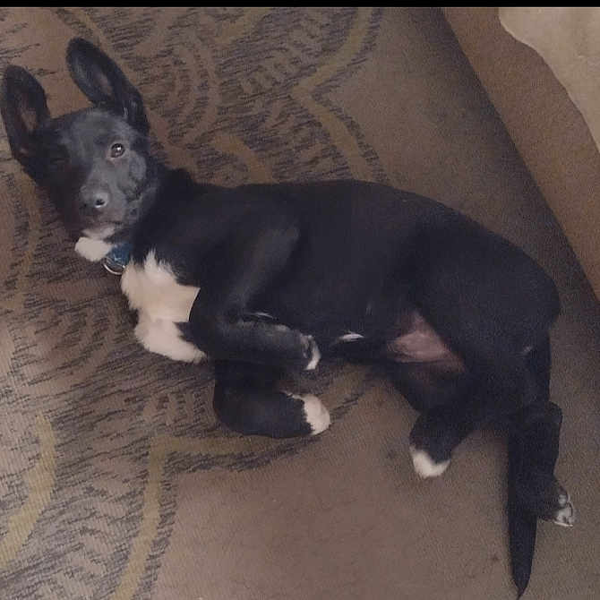 Addie Girl