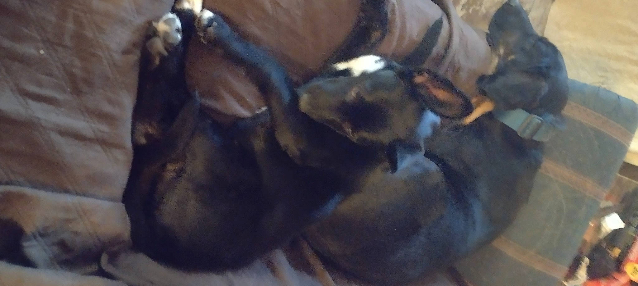 Addie Girl joined the competition — help win amazing prizes! beaglier, brown, carnivore, comfort, companion_dog, dog, dog_breed, fawn, fur, guard_dog, liver, non_sporting_group, sporting_group, terrestrial_animal, working_animal