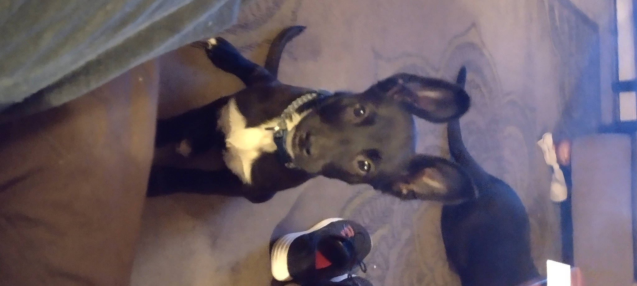 Addie Girl joined the competition — help win amazing prizes! art, canidae, dog_breed, fictional_character, fun, fur, gesture, guard_dog, horn, jaw, paint, painting, personal_protective_equipment, visual_arts, working_animal