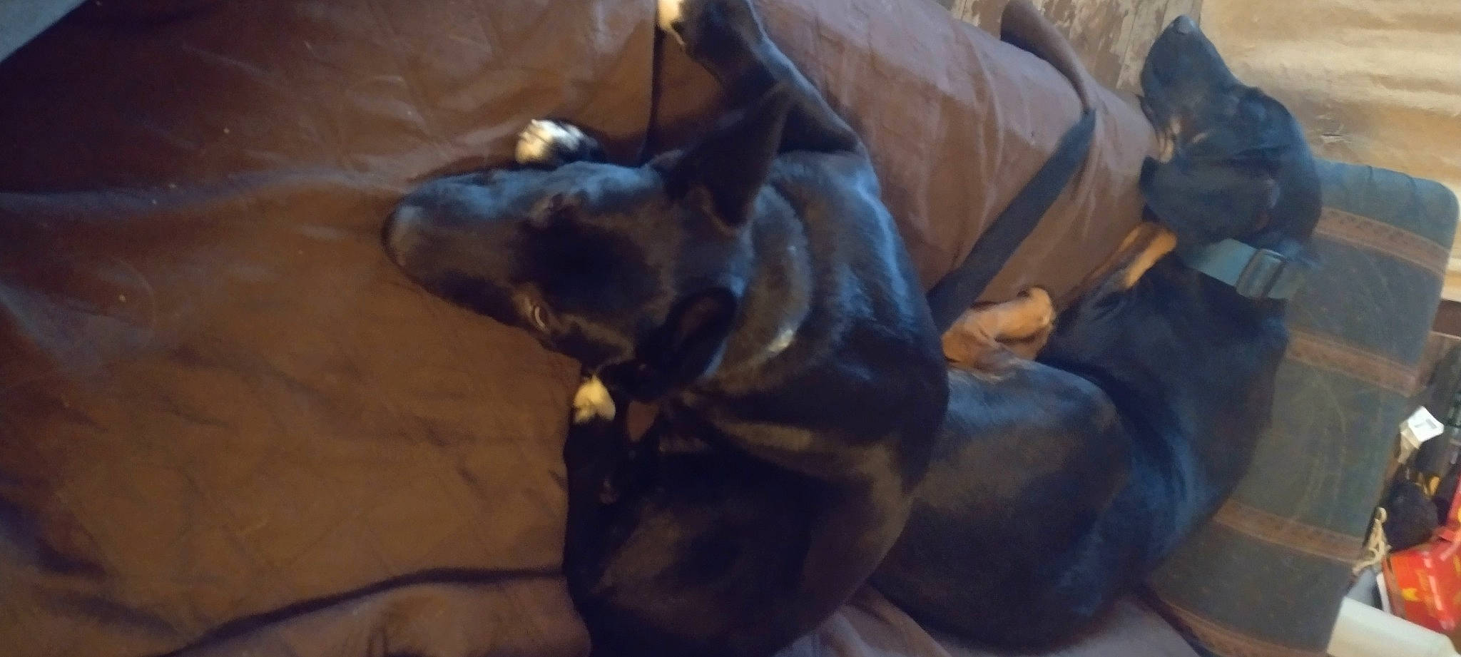 Addie Girl joined the competition — help win amazing prizes! ancient_dog_breeds, art, bronze, carnivore, comfort, companion_dog, dog, dog_breed, fawn, guard_dog, liver, metal, non_sporting_group, sculpture, terrestrial_animal, toy_dog, working_animal, working_dog