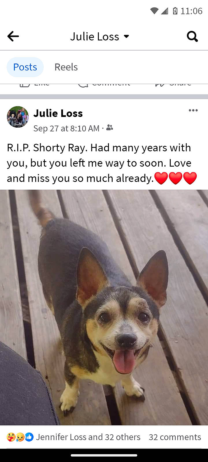 Dixie Mae is registered to the contest to win money with this photo: canidae, carnivore, companion_dog, dog, dog_breed, dog_supply, ear, font, internet_meme, paw, photo_caption, screenshot, snout, sporting_group, toy_dog, whiskers, working_animal