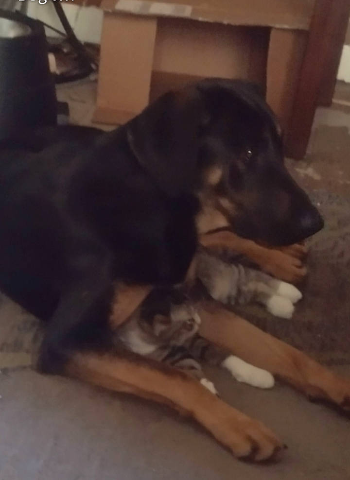 Dixie Mae is registered to the contest to win money with this photo: borador, canidae, carnivore, comfort, companion_dog, dog, dog_breed, floor, flooring, fur, hardwood, paw, snout, sporting_group, tail, wood, working_animal, working_dog