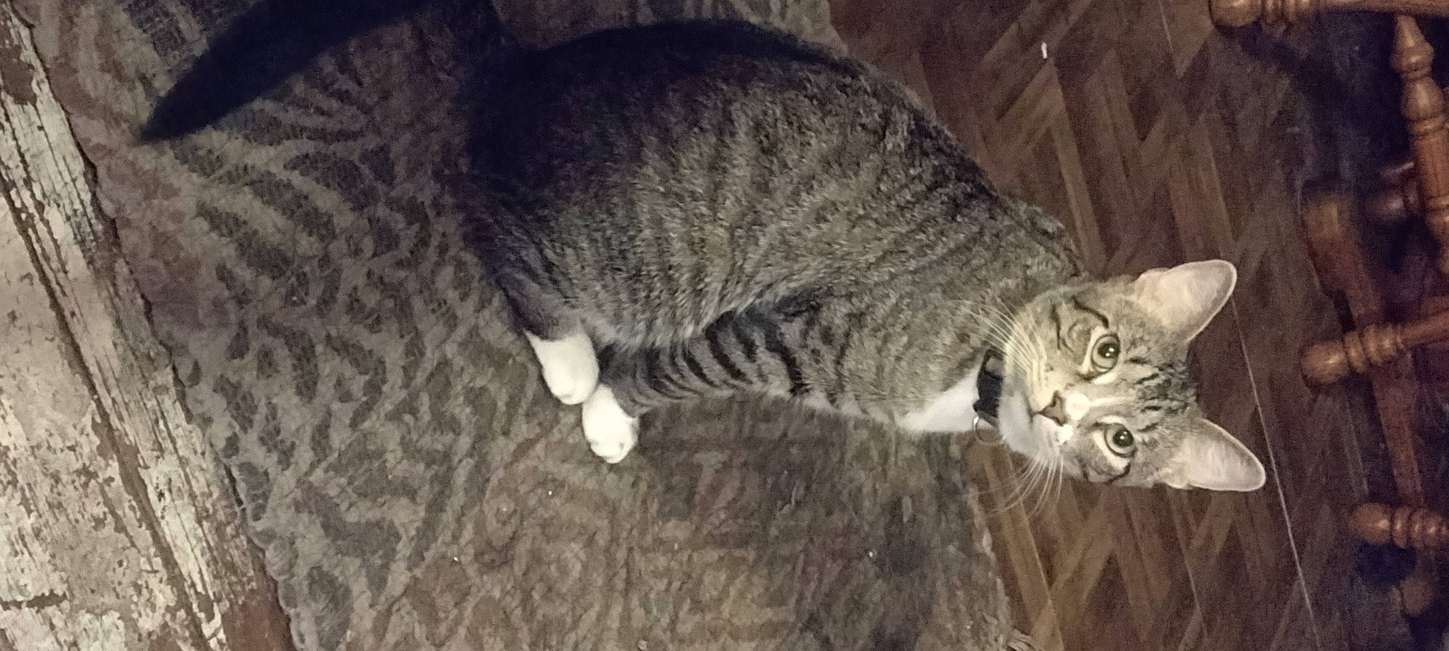 Toker Mann joined the competition — help win amazing prizes! carnivore, cat, domestic_short_haired_cat, felidae, fur, grey, mammal, nap, paw, small_to_medium_sized_cats, snout, tail, terrestrial_animal, tree, vertebrate, whiskers, wildlife, wood