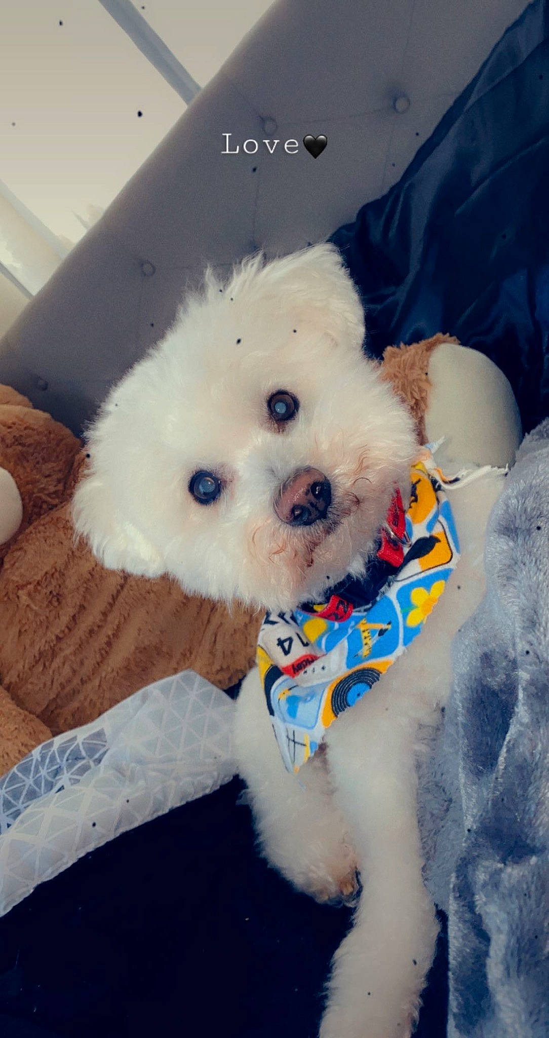 Dillion is registered to the contest to win money with this photo: bichon, canidae, carnivore, companion_dog, dog, dog_breed, fur, labradoodle, maltepoo, poodle, poodle_crossbreed, puppy, puppy_love, snout, sporting_group, terrier, toy_dog, water_dog, working_animal, yorkipoo