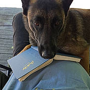 Holly is registered to the contest to win money with this photo: animal, black, book, brown, casual, chair, companion, daylight, dog, eyes, face, lap, nosed, outdoor, person, pet, reading, relaxing, resting, rug