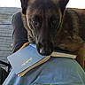 animal, black, book, brown, casual, chair, companion, daylight, dog, eyes, face, lap, nosed, outdoor, person, pet, reading, relaxing, resting, rug