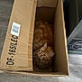 cat, orange_cat, cardboard_box, pet, indoor, curious, feline, fluffy, animal, floor, home, box, whiskers, ears, fur, looking_up, domestic_cat, resting, cozy, container
