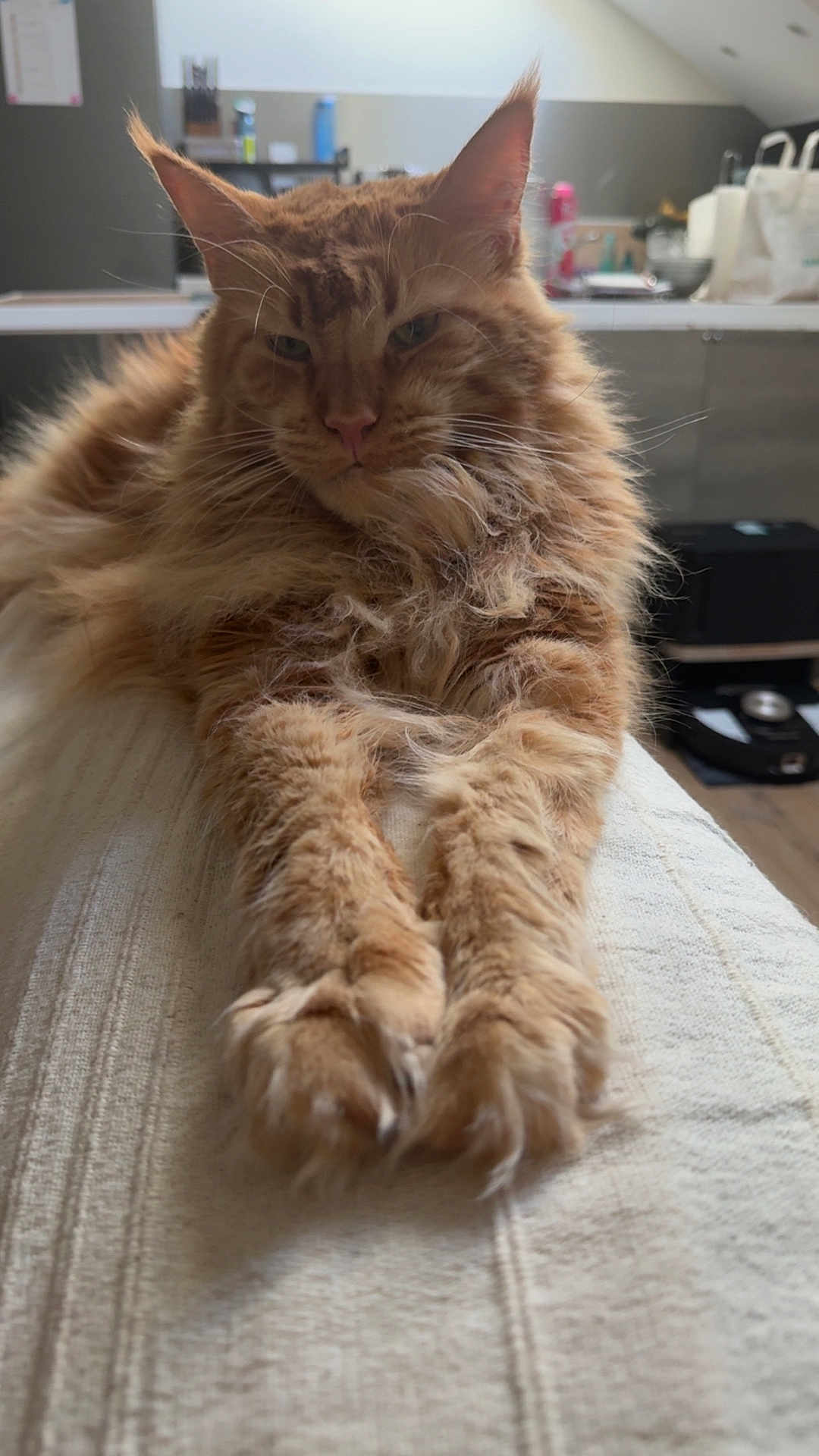 Roméo a rejoint le concours — aidez-le/la à gagner de superbes lots ! cat, orange_cat, fluffy, paws, stretching, indoor, blanket, texture, feline, pet, relaxed, closeup, whiskers, ears, home, cozy, fur, table, kitchen, domestic
