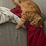 cat, ginger_cat, fluffy, sleeping, relaxed, couch, blanket, red_blanket, white_blanket, indoor, pet, feline, fur, cozy, resting, paw, tail, comfort, home, lounging