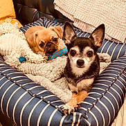 Phoebe And Bela joined the competition — help win amazing prizes! animal, black_dog, blanket, companion, cozy, cute, dog, furniture, home, indoor, leather_couch, looking_at_camera, pet_bed, puppy, relaxed, resting, small_dog, striped, tan_dog, toy