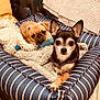 animal, black_dog, blanket, companion, cozy, cute, dog, furniture, home, indoor, leather_couch, looking_at_camera, pet_bed, puppy, relaxed, resting, small_dog, striped, tan_dog, toy