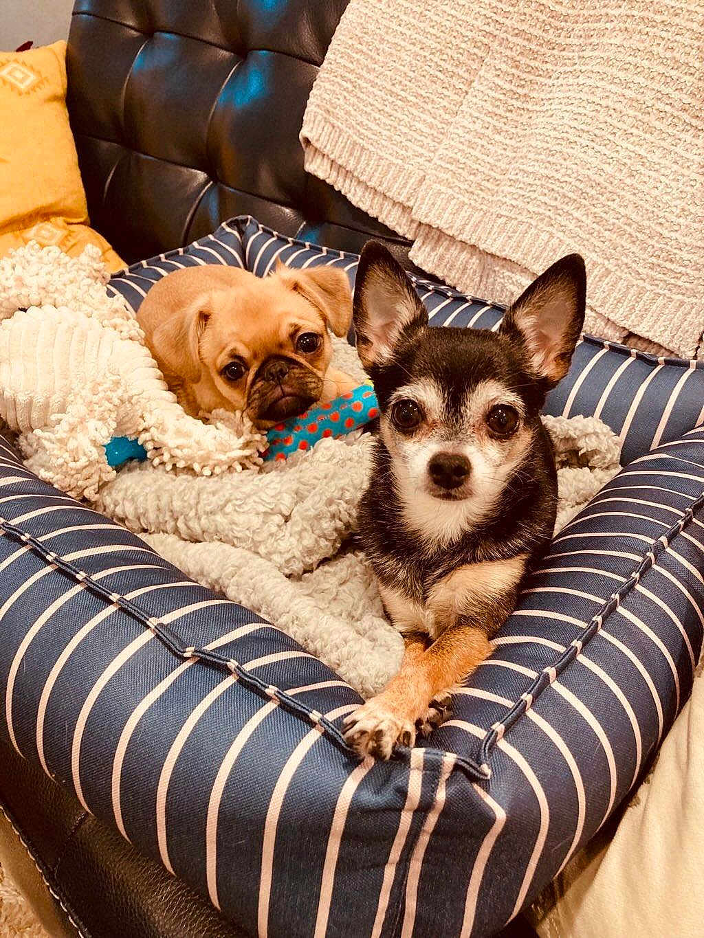 Phoebe And Bela