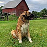animal, barn, cloudy_sky, countryside, dog, farm, fluffy, grass, large_dog, lawn, long_hair, outdoors, pet, portrait, red_barn, rustic, sitting, tongue_out, trees, wooden_fence