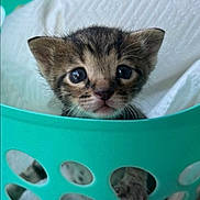 Tiny joined the competition — help win amazing prizes! adorable, bedding, cat, close_up, curious, cute, eyes, fur, hole, indoor, kitten, laundry_basket, looking_at_camera, paw, pet, portrait, small, tabby, teal, whiskers