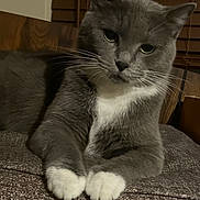 Lady is registered to the contest to win money with this photo: cat, gray_cat, white_paws, indoor, pet, feline, whiskers, fur, relaxed, resting, close_up, animal, mammal, domestic_cat, cute, portrait, window_blinds, soft_lighting, texture, cozy