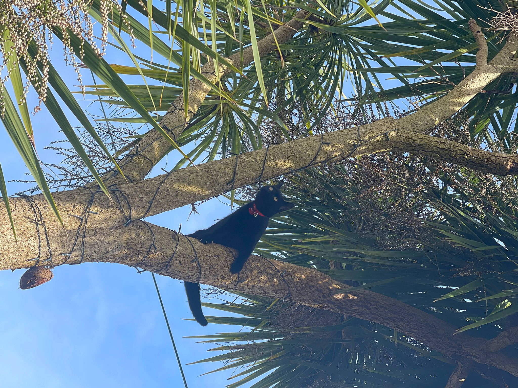 Salem joined the competition — help win amazing prizes! arecales, attalea_speciosa, beak, bird, branch, cloud, conifer, desert_palm, electric_blue, evergreen, larch, palm_tree, perching_bird, plant, sky, terrestrial_plant, tree, trunk, twig, woody_plant