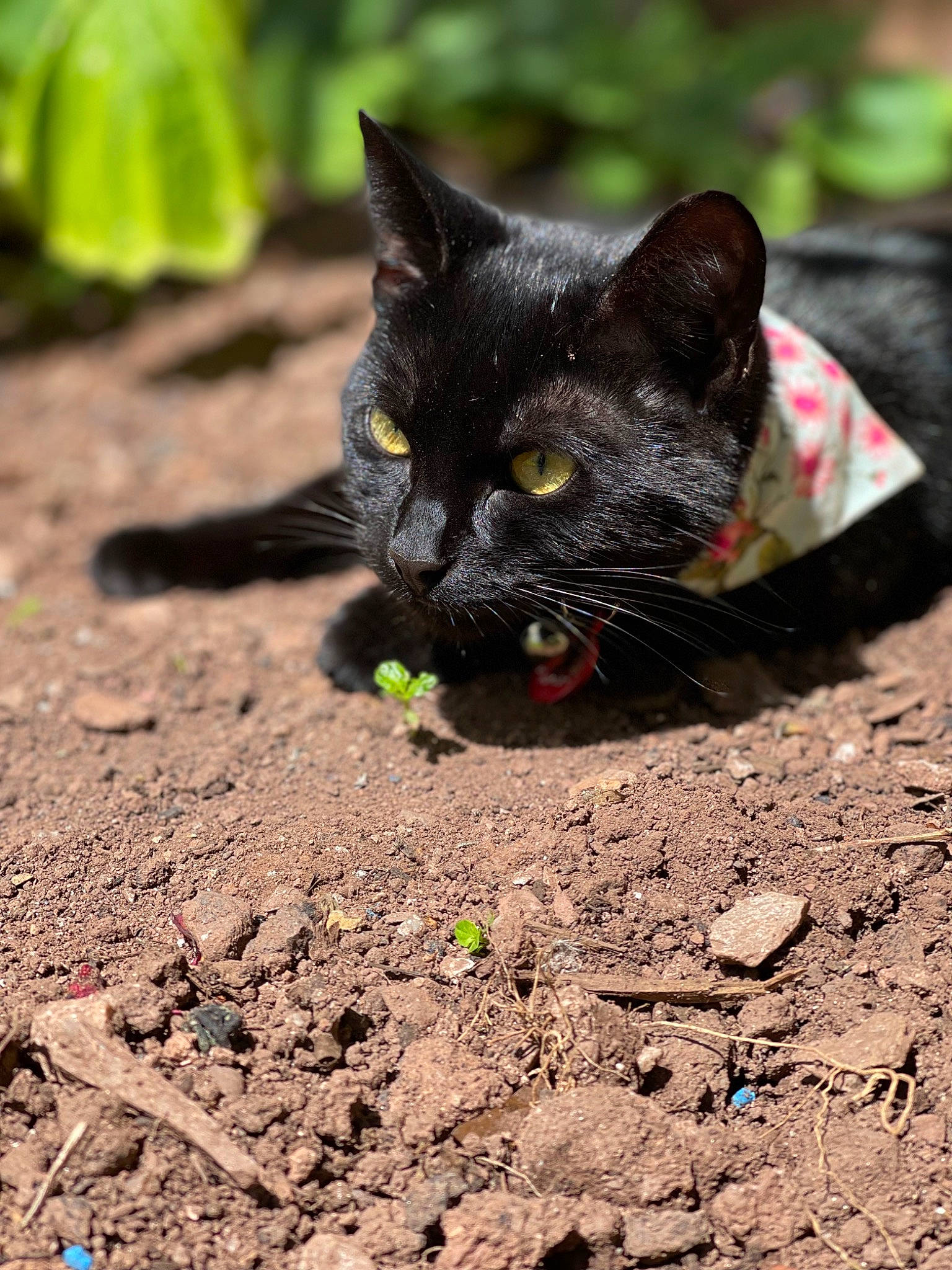 Salem is registered to the contest to win money with this photo: black_cat, bombay, canidae, carnivore, cat, claw, domestic_short_haired_cat, felidae, foot, fur, grass, organism, paw, small_to_medium_sized_cats, snout, soil, tail, terrestrial_animal, whiskers, wildlife