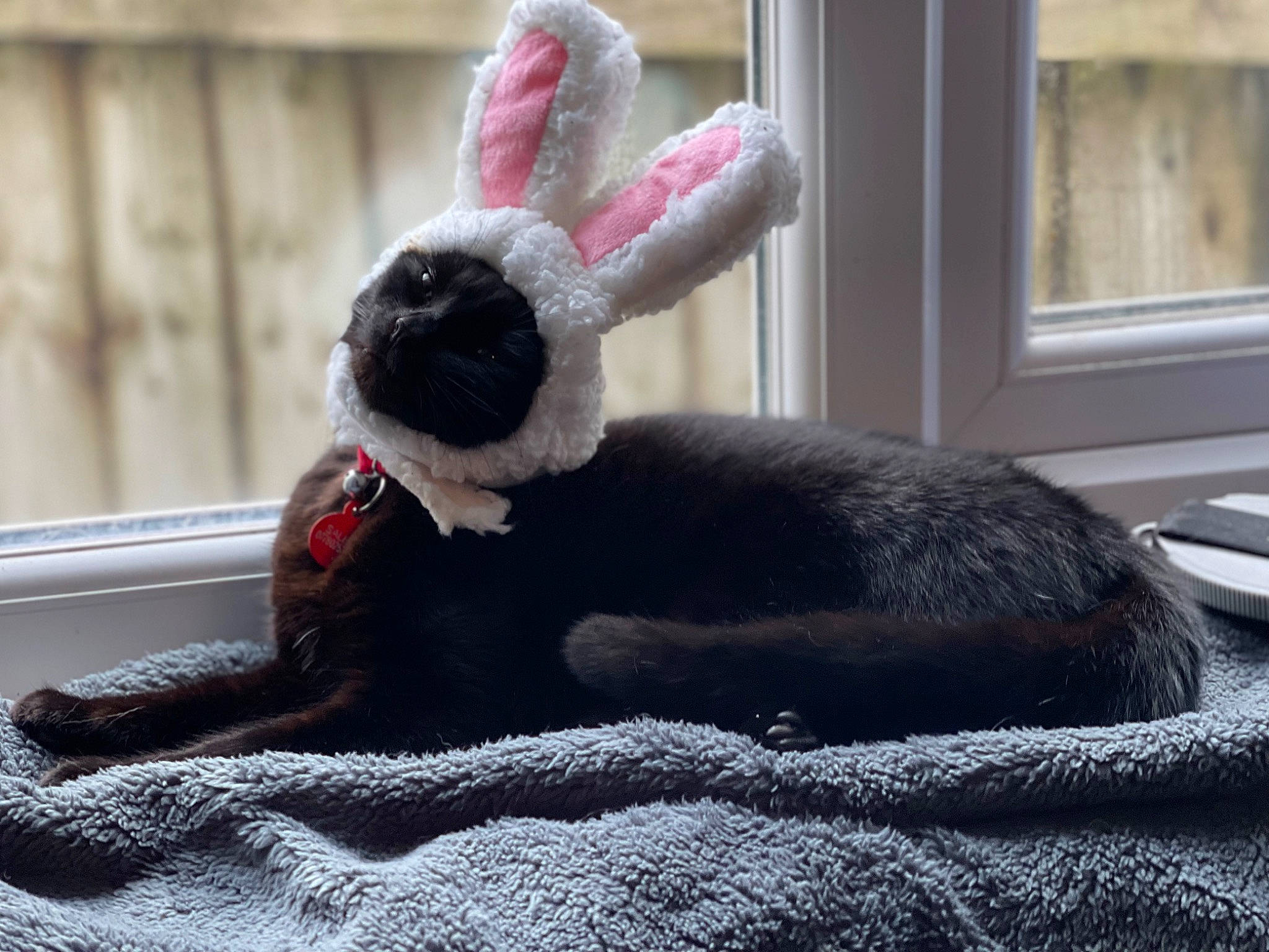 Salem is registered to the contest to win money with this photo: ball, comfort, domestic_rabbit, ear, fawn, fur, grey, hare, hat, plant, plush, rabbit, rabbits_and_hares, snout, stuffed_toy, terrestrial_animal, textile, toy, whiskers, window