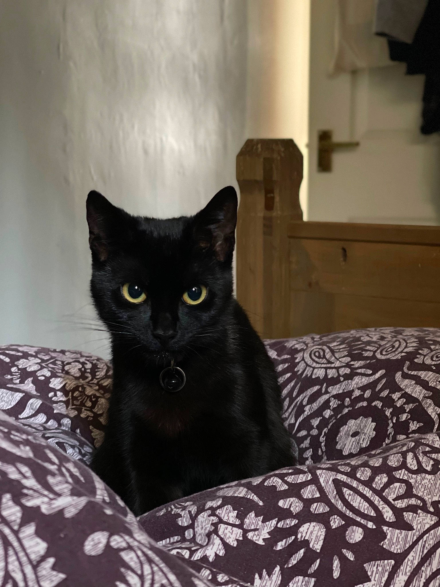 Salem joined the competition — help win amazing prizes! bed, black_cat, bombay, carnivore, cat, cat_supply, comfort, domestic_short_haired_cat, felidae, flooring, fur, grey, linens, pattern, room, small_to_medium_sized_cats, snout, terrestrial_animal, whiskers, wood