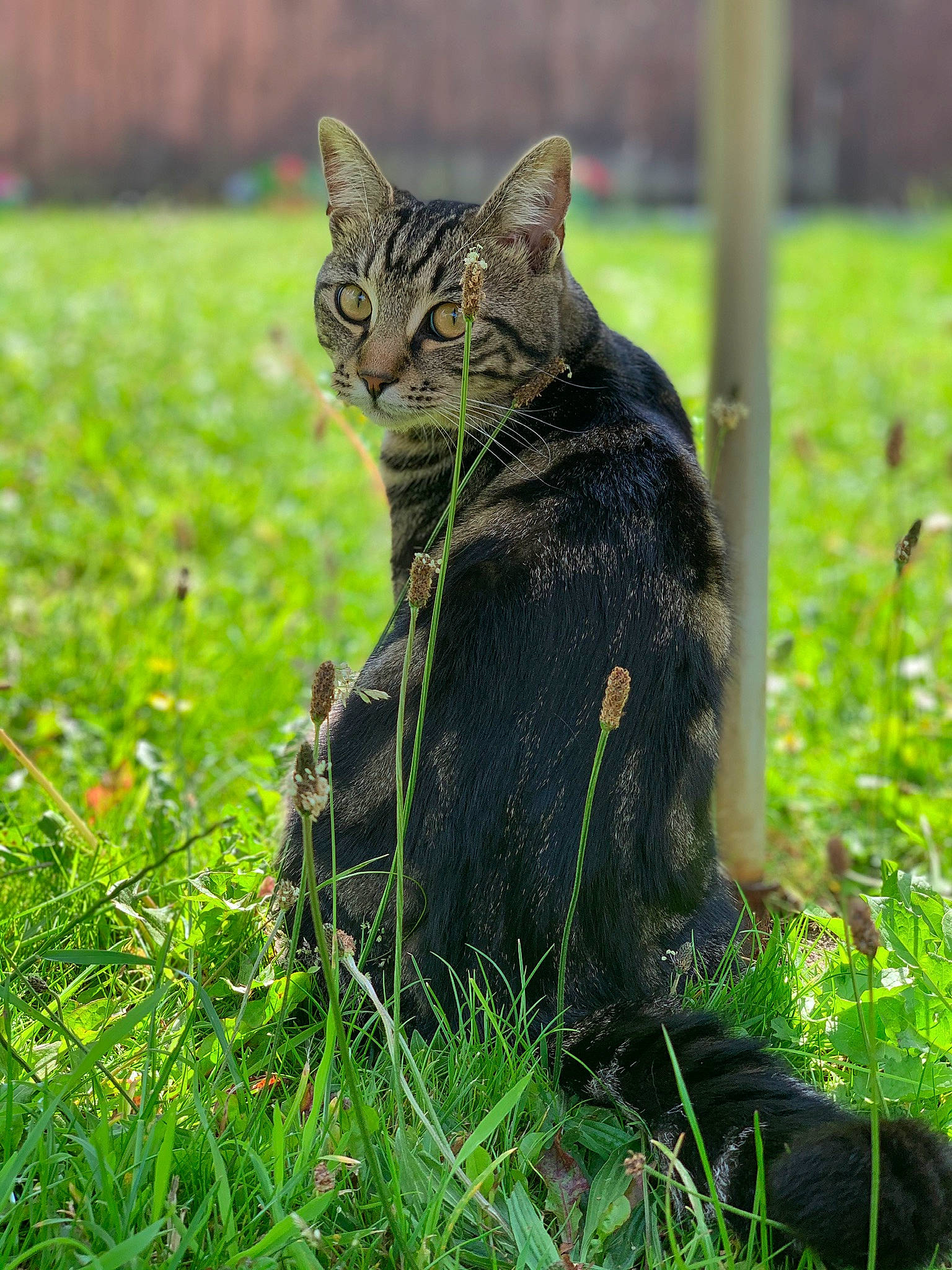 Cheetah joined the competition — help win amazing prizes! bombay, carnivore, cat, collar, domestic_short_haired_cat, eye, felidae, fur, grass, grass_family, grassland, groundcover, pet_supply, plant, prairie, small_to_medium_sized_cats, snout, tail, terrestrial_animal, whiskers