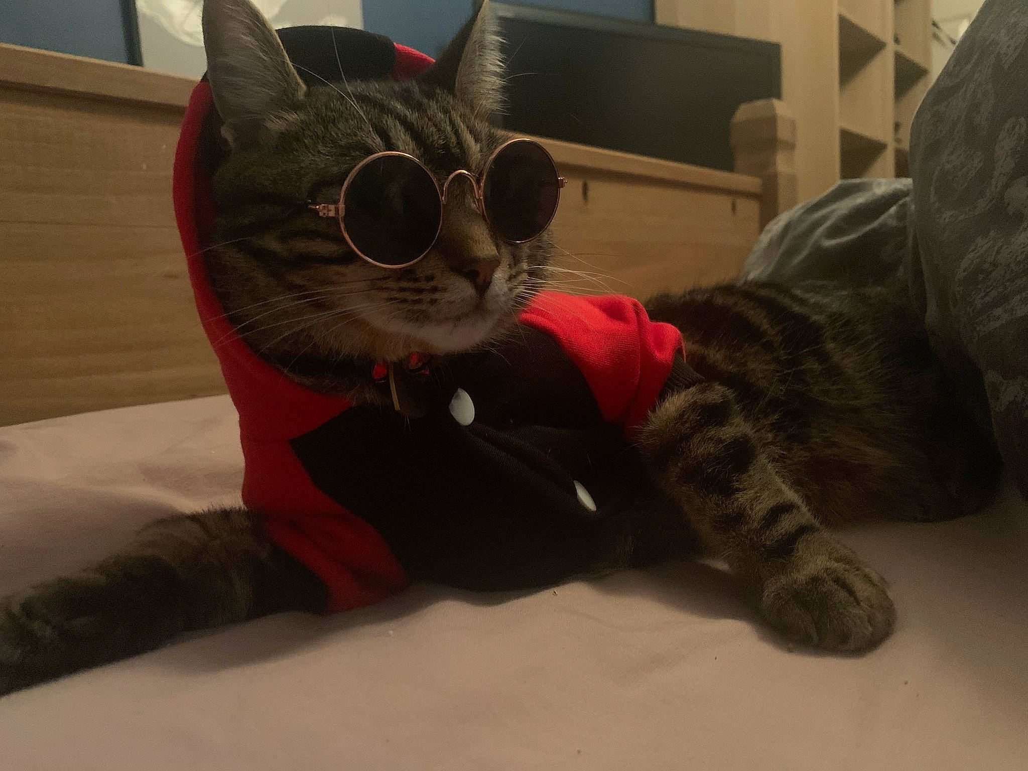 Cheetah is registered to the contest to win money with this photo: black_cat, carmine, carnivore, cat, claw, comfort, domestic_short_haired_cat, eyewear, felidae, flooring, foot, fur, glasses, grey, paw, personal_protective_equipment, small_to_medium_sized_cats, snout, tail, whiskers