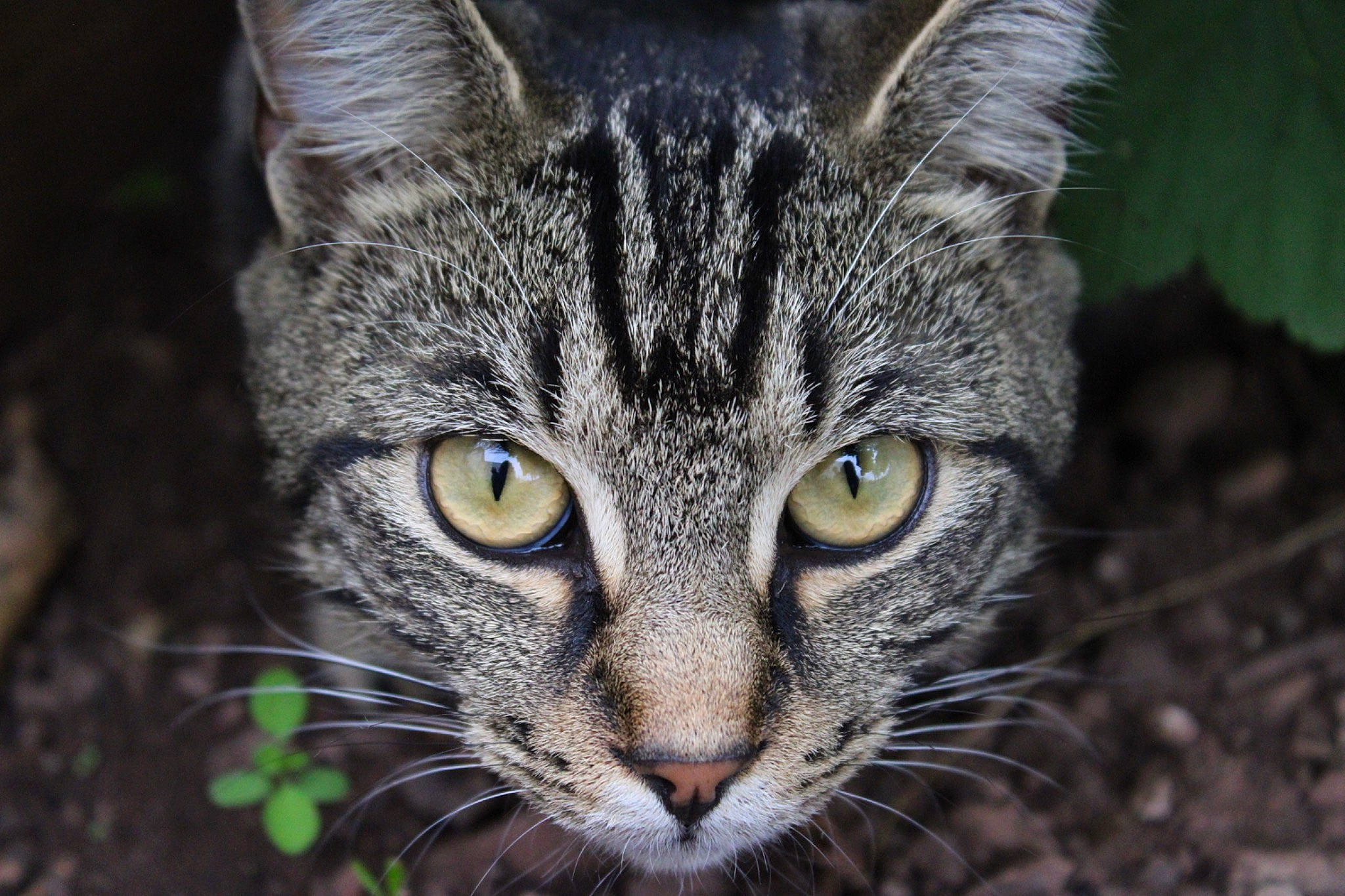 Cheetah joined the competition — help win amazing prizes! art, carnivore, cat, domestic_short_haired_cat, eye, felidae, fur, grass, macro_photography, plant, small_to_medium_sized_cats, snout, terrestrial_animal, tree, whiskers, wildlife, window