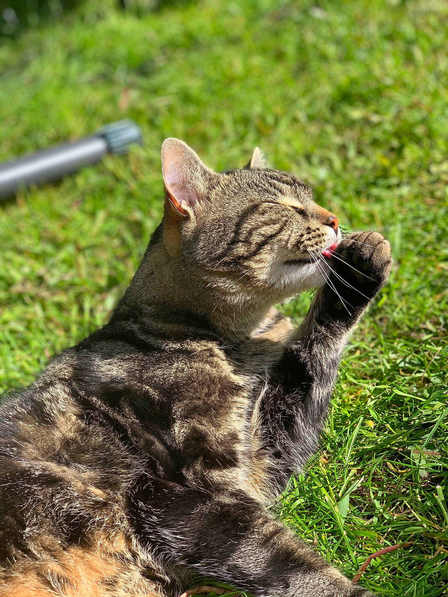 Cheetah joined the competition — help win amazing prizes! canidae, carnivore, cat, claw, domestic_short_haired_cat, eye, fang, felidae, fur, grass, paw, small_to_medium_sized_cats, snout, soil, tail, terrestrial_animal, vertebrate, whiskers, wildlife, yawn