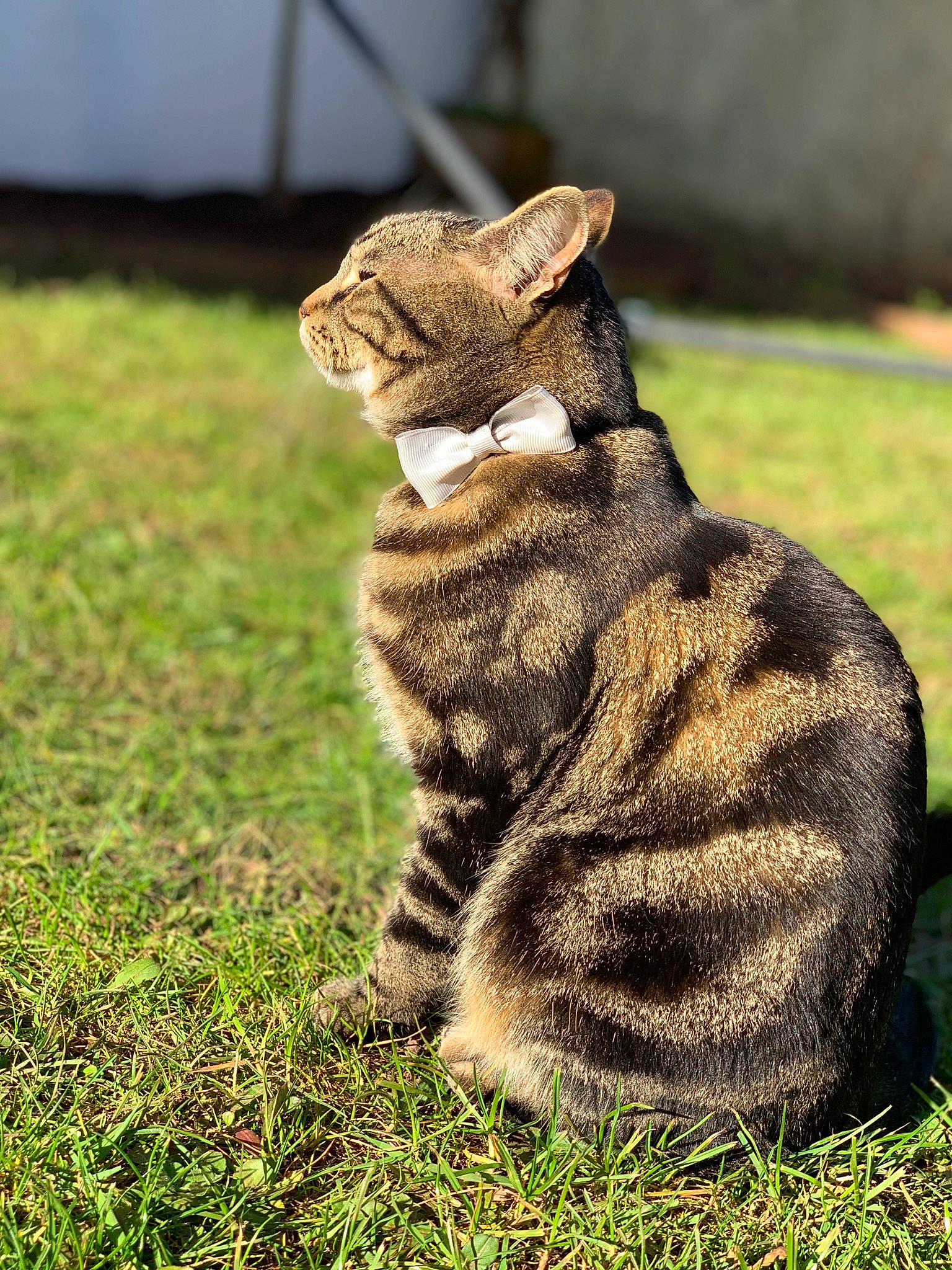 Cheetah joined the competition — help win amazing prizes! art, canidae, carnivore, cat, claw, domestic_short_haired_cat, fawn, felidae, fur, grass, grassland, paw, plant, small_to_medium_sized_cats, snout, soil, tail, terrestrial_animal, tree, whiskers