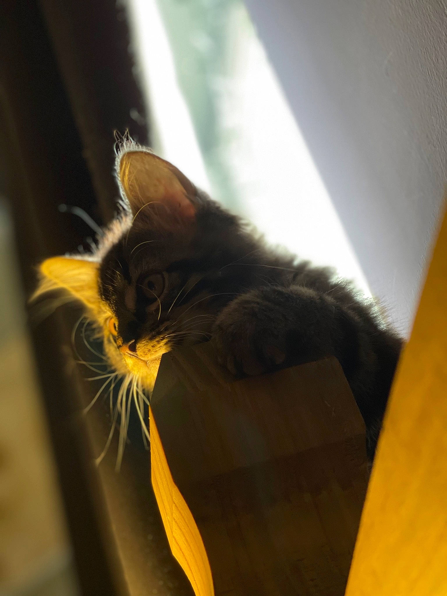 Reggie is registered to the contest to win money with this photo: black_cat, carnivore, cat, claw, comfort, domestic_short_haired_cat, felidae, flooring, fur, glass, hardwood, shadow, small_to_medium_sized_cats, tail, tints_and_shades, whiskers, window, wood