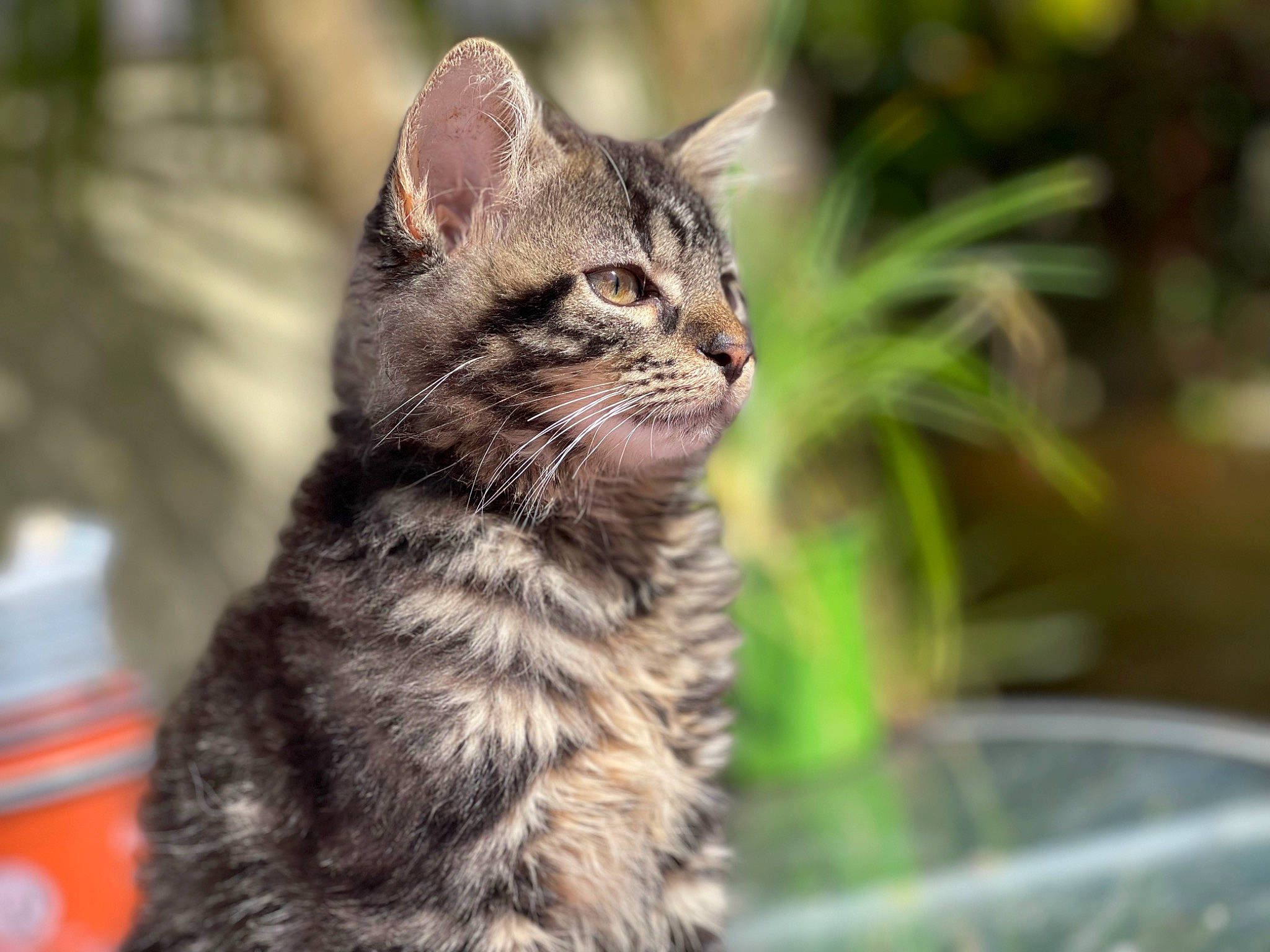 Reggie is registered to the contest to win money with this photo: bobcat, carnivore, cat, claw, domestic_short_haired_cat, eye, felidae, fur, grass, lynx, plant, small_to_medium_sized_cats, snout, tail, terrestrial_animal, tree, whiskers, wildlife