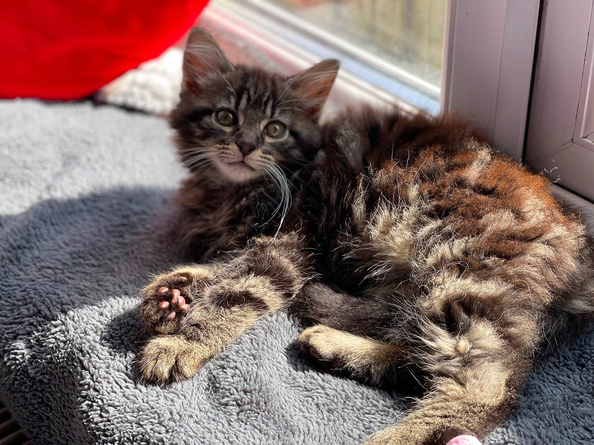 Reggie is registered to the contest to win money with this photo: bed, carnivore, cat, claw, comfort, domestic_short_haired_cat, door, fawn, felidae, fur, grey, nap, paw, sleep, small_to_medium_sized_cats, snout, tail, terrestrial_animal, whiskers