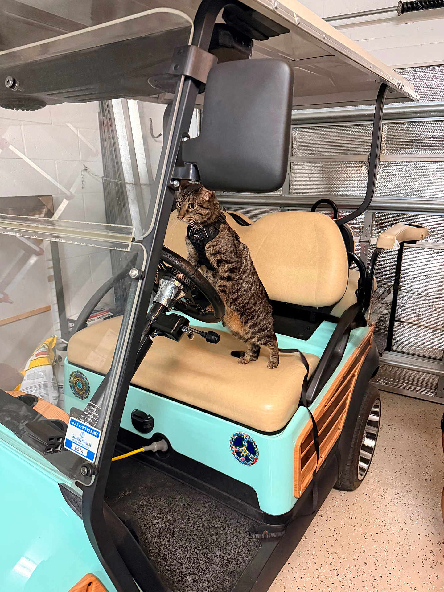 Bucky is registered to the contest to win money with this photo: cat, tabby_cat, golf_cart, vehicle, garage, steering_wheel, seat, curious, pet, indoor, floor, window, side_mirror, control_panel, harness, wood_paneling, sticker, door, handle, lighting