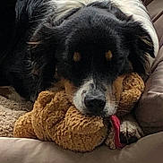 Ayia participe au concours pour gagner de l'argent avec cette photo : dog, bed, stuffed_toy, tongue, cozy, resting, pet, animal, brown, black, white, fur, indoor, pillow, cute, snuggle, relaxed, canine, toy, sleepy