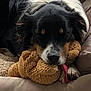 dog, bed, stuffed_toy, tongue, cozy, resting, pet, animal, brown, black, white, fur, indoor, pillow, cute, snuggle, relaxed, canine, toy, sleepy